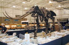 Load image into Gallery viewer, Stegodon huanghoensis, skeleton