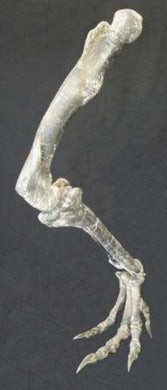Allosaurus leg with armature, 7 feet long
