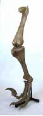 Utahraptor ostrommaysorum, leg and foot