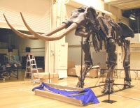Load image into Gallery viewer, Stegodon huanghoensis, skeleton