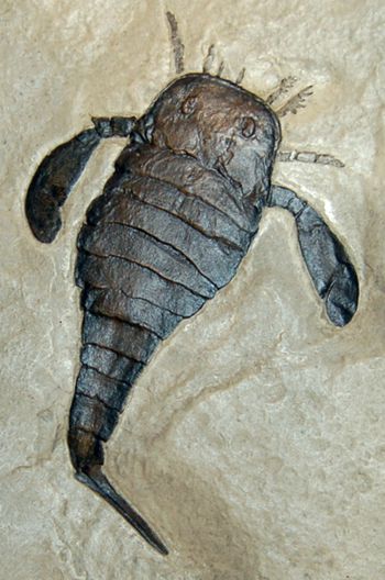 Eurypterus remipes, with frame, Siluria – DinoGear
