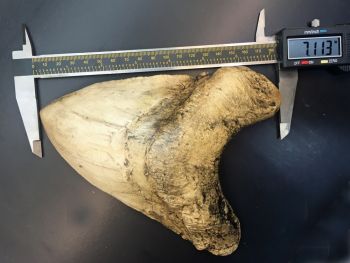 World Record Megalodon Tooth Over 7 Inches, black – DinoGear