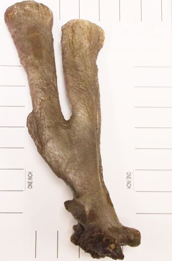 Miasaura Dinosaur Bone Pathology, of a Forked Nureal  Arch