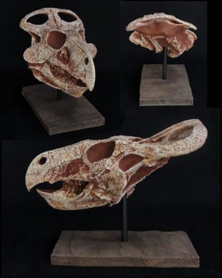Protoceratops andrewsi, juvenile skull