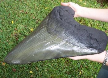 Megalodon Tooth (giant 17 inch sculpture)