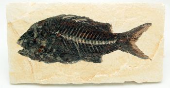 Sparnodus mcracanthus, fish, sea beam