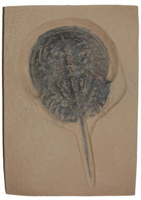 Mesolimulus walchi, Horseshoe Crab, small