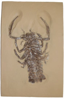 Eryon actiformis, a Solnhofen fossil lobster