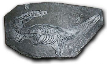 Mesosaurus, Permian Freshwater Reptile