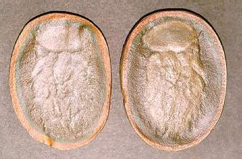 Essexella asherae, Mazon Creek Jellyfish Replica