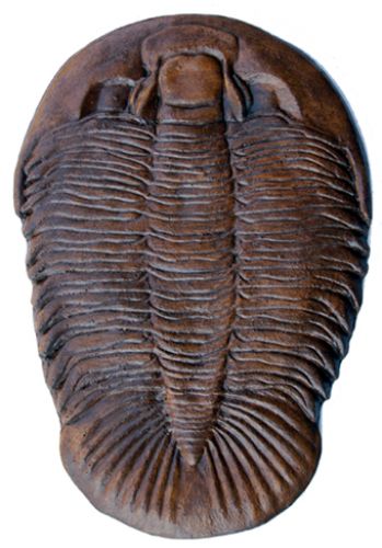 Dikelocephalus minnesotensis, trilobite