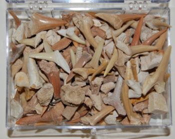 Fossil Shark Teeth Mix, box