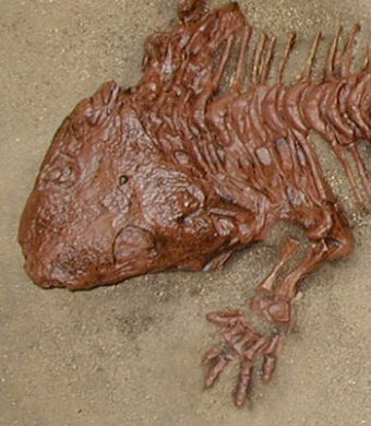 Seymouria, amphibian skeleton