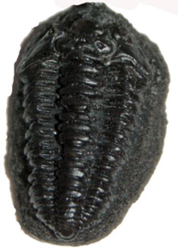 Phacops rana milleri, trilobite