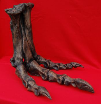Tyrannosaurus rex complete foot
