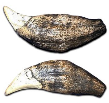 Ursus spelaeus, Cave Bear Tooth (Canine)