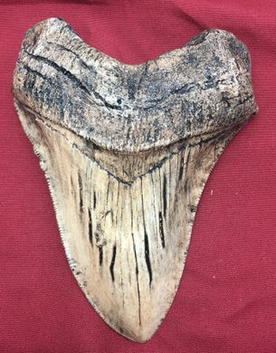 Megalodon (Carcharodon megalodon) tooth