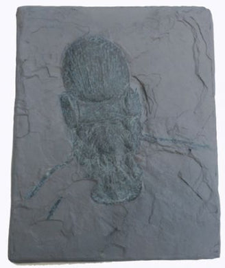 Megarachne servienei, giant spider?