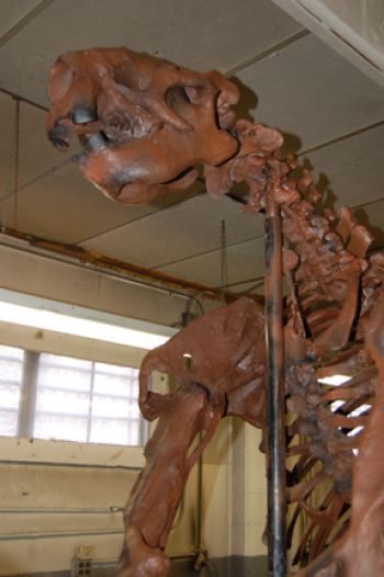 Megalonyx jeffersoni, ground sloth skeleton