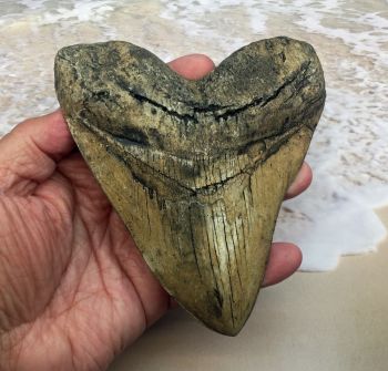 Megalodon (Carcharodon megalodon) tooth, Ivory