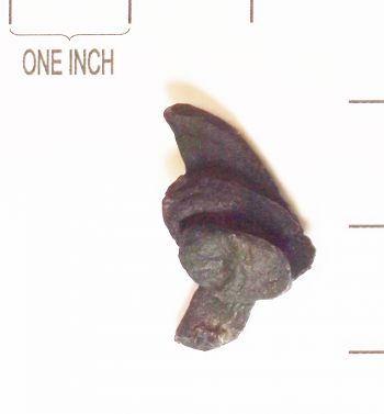 Miasaura Dinosaur Bone Pathology, of a Cancerous Grownt on Cervical Rib