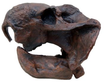 Sinokannemeyeria, Chinese Dicynodont (mammal-like reptile)