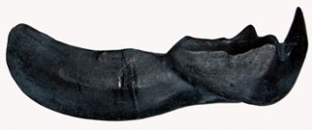 Dunkleosteus, armored fish jaw