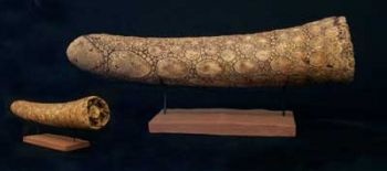 Glyptodont Tail Club, Juvenile