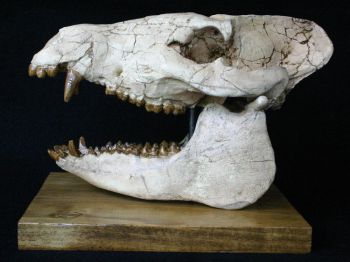 Perchoerus, peccary skull