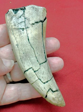 5.5 InchTyrannosaurus rex Tooth 
