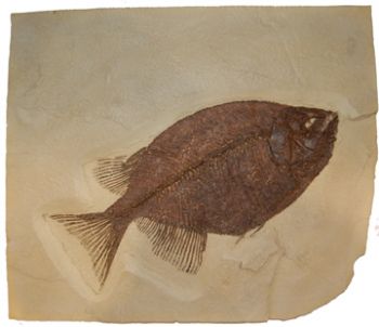 Phareodus testis, Green River Fish