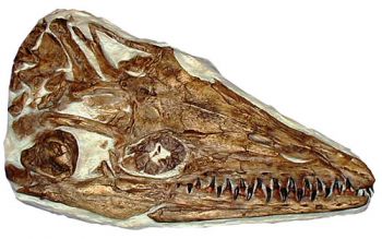 Platycarpus ictericus, mosasaur skull