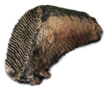 Mammoth Tooth, Mammuthus primigenius, Pleistocene