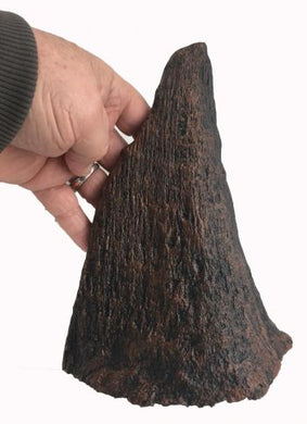 Coelodonta antiquitatis (small Woolly Rhino horn)