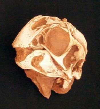 Conchoraptor gracilis, skull in matrix