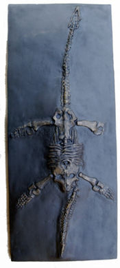 Plesiosaurus dolichodeirus