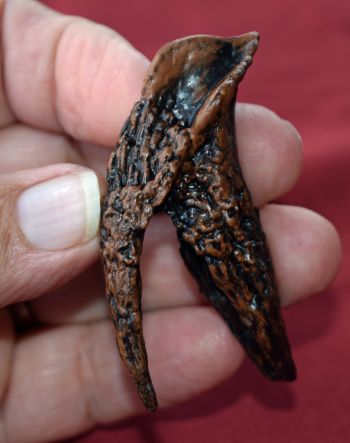 Rooted Triceratops Tooth