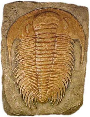 Acadoparadoxides, Giant Trilobite