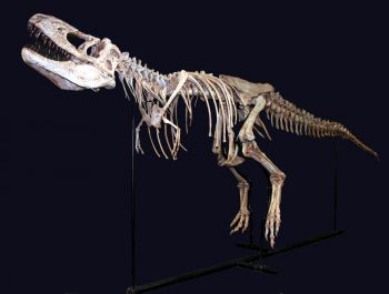 Tarbosaurus bataar, juvenile skeleton replica