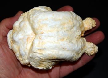 Megalonyx jeffersonii, sloth brain endocast