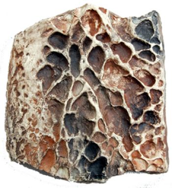 Sarcosuchus imperator, SuperCroc Scute