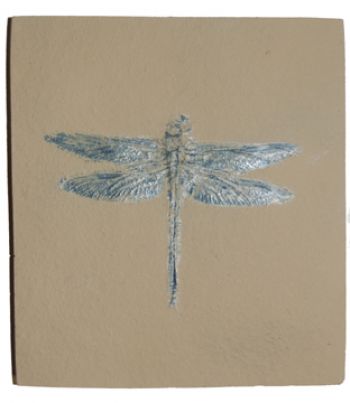 Protolindenia wittei, dragonfly
