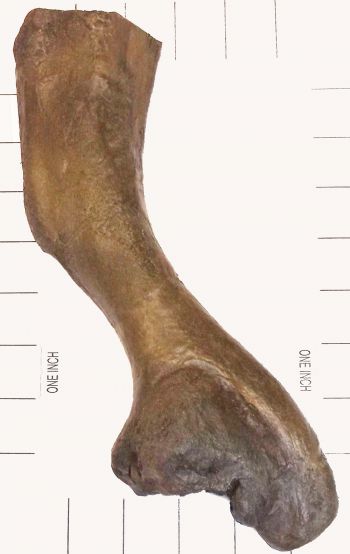 Miasaura Dinosaur Bone Pathology, of the Humerus