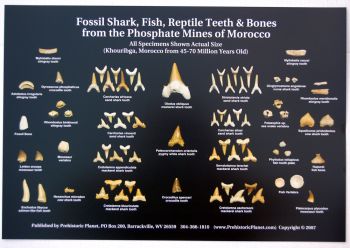 Fossil Shark Teeth, Fish, Reptile & Bones from Morocco,  Poster