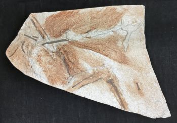 Archaeopteryx, Haarlem Specimen
