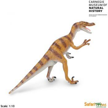 Velociraptor, life-like model