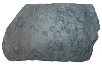 Aspidella terranovica, Ediacaran Fauna