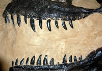 Load image into Gallery viewer, Tyrannosaurus rex, 3D 1/2 Skull Plaque Model

