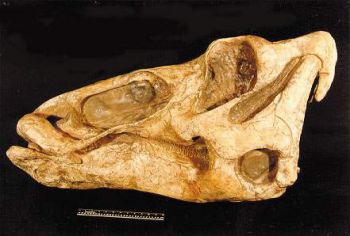 Edmontosaurus skull profile