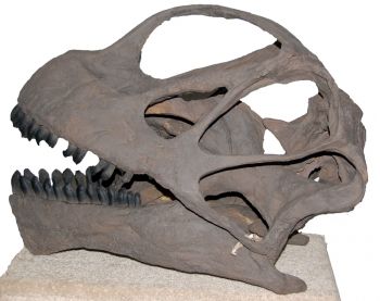 Camarasaurus, skull